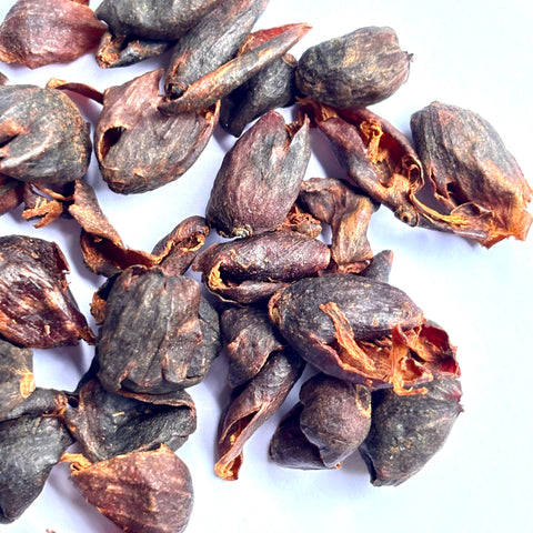 Cascara (thé de pulpe de café)